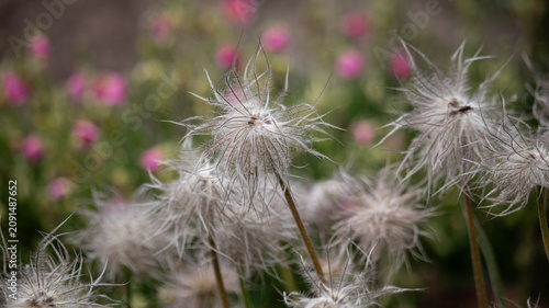 Obraz na płótnie Feathery Pasqueflower Seed Heads in Bloom, Jephson Gardens