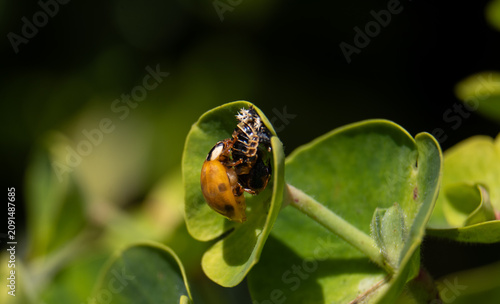 Harlequin Ladybird Emerging from Pupal Case Macro Details
A rare macro photograph of a newly metamorphosed adult Harlequin Ladybird (Harmonia axyridis) hatching and emerging from its spiky black pupa