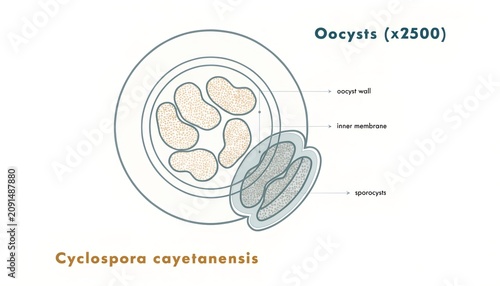cdc parasite outbreak: cyclospora