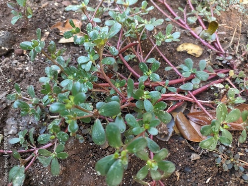 wild Portulaca oleracea plant