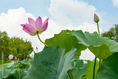 Foto Pink lotus flower blooming in a tranquil pond with green leaves under a cloudy blue sky