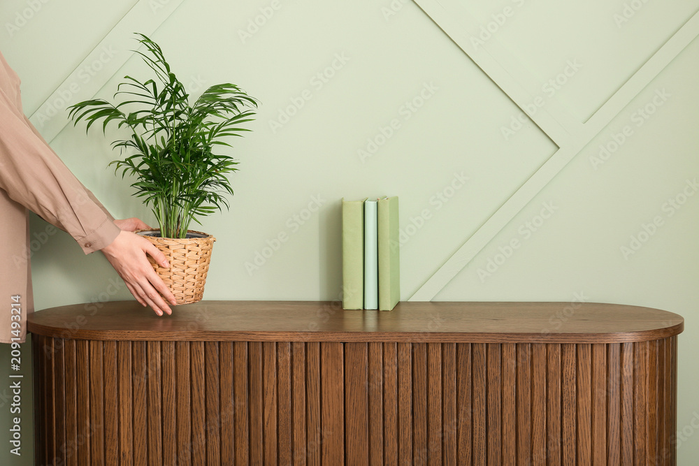 Fototapeta premium Womans hands placing a potted parlor palm plant on a wooden cabinet with books against a light green wall, Three light green books are neatly arranged next to the plant