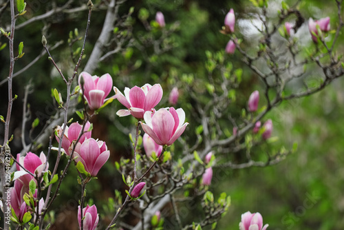Blooming tree with beautifu...