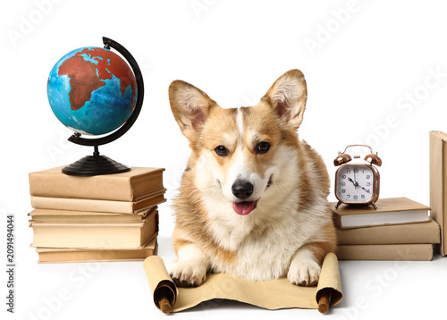 Cute Corgi dog with books, globe and alarm clock on white background