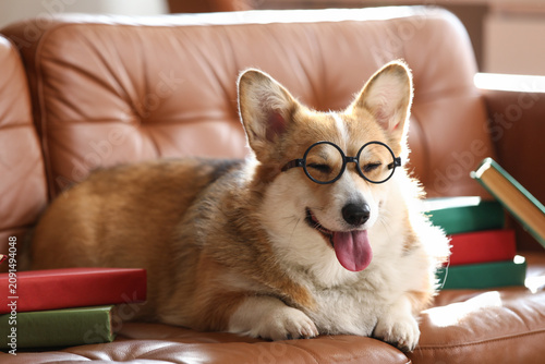 Cute Corgi dog with eyeglas...