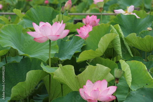 蓮の花