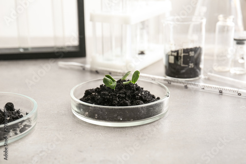 Petri dish with soil and pl...