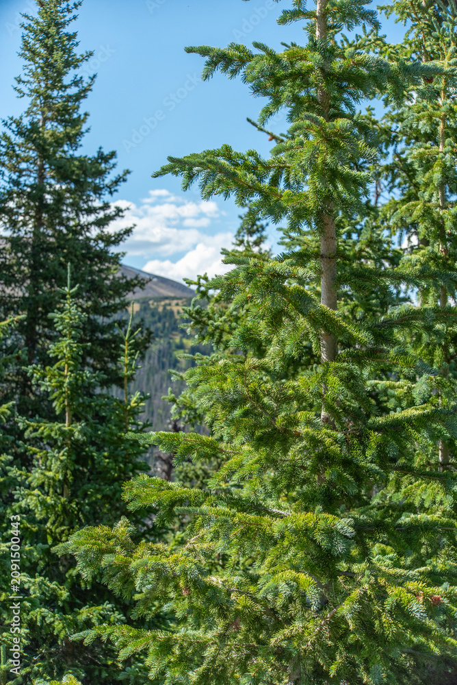 Fototapeta premium Forest in Rocky Mountain National Park
