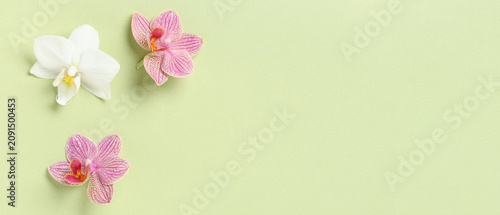 White and pink orchid flowe...