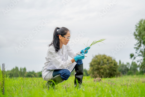 Obraz na płótnie Asian female agricultural scientist researching rice plant growth and soil quali