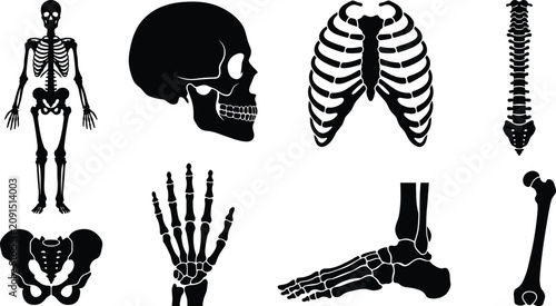 Tableau sur toile Collection of detailed human skeletal system anatomy silhouettes featuring skull