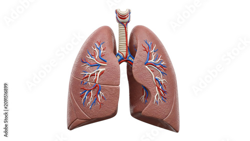 The lungs and lungs are shown in this image with the lungs.