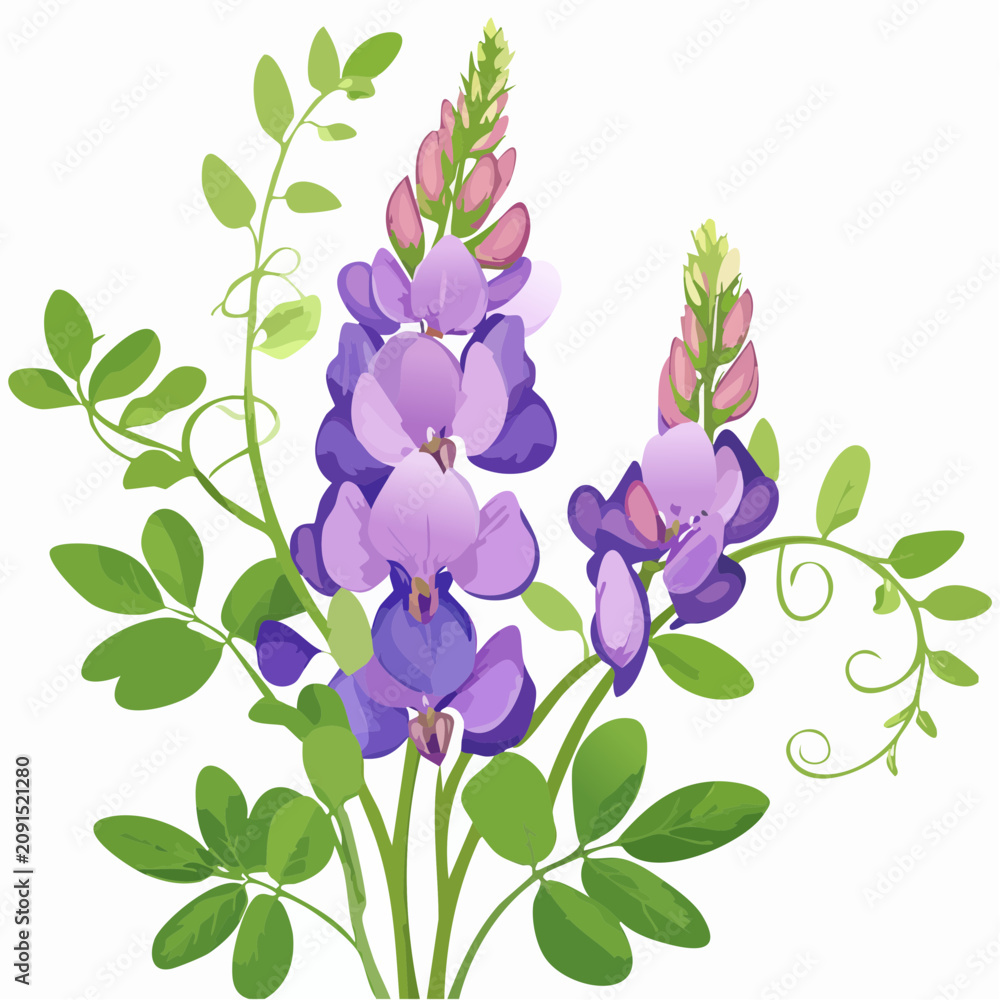 Naklejka premium Purple lupine flowers with green leaves