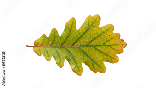 Single leaf on black background with green and yellow leaf in the.