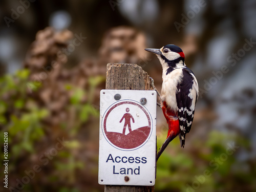 Tableau sur toile Spotted Woodpecker on a byway sign