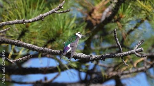 The insectivore violet green swallow is preening and cleaning on an evergreen branch in Rocky Mountain National Park.
