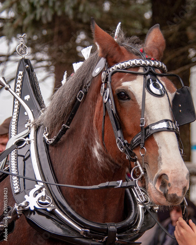 Cuadro en lienzo Clydesdale Portrait