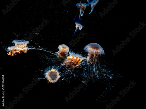 Several jellyfish drift gracefully through the dark ocean depths with long tentacles trailing