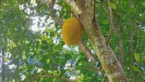 A single big yellow jackfruit hanging from a branch on a tree in a sunny tropical garden with lush green leaves and bright natural lighting during a warm day in the countryside