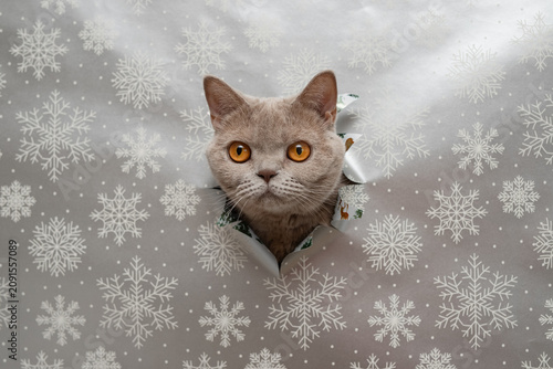Photography British Shorthair cat peeking through snowflake blanket.