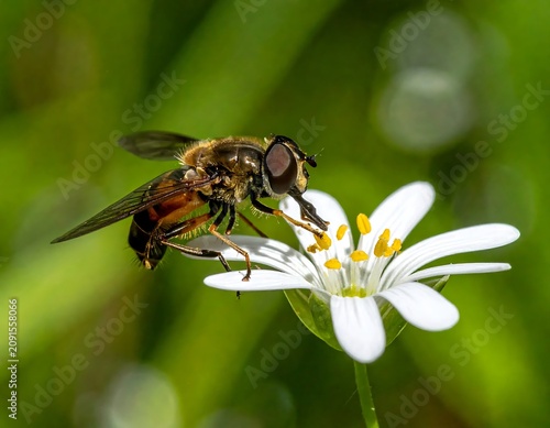Hoverfly Feeding on White Flower in Garden