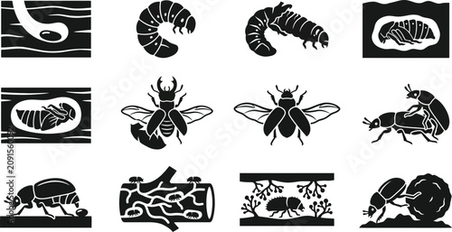 Konstfotografi Set of beetle life cycle and behavior icons in linocut style.
