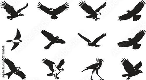 Vászonkép Set of black silhouettes of eagles and various predatory birds in flight