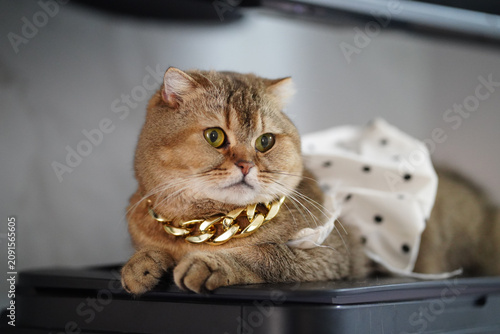 Obraz na plátně Cat gold necklace polka dot dress brown fur pet animal cute feline domestic fash