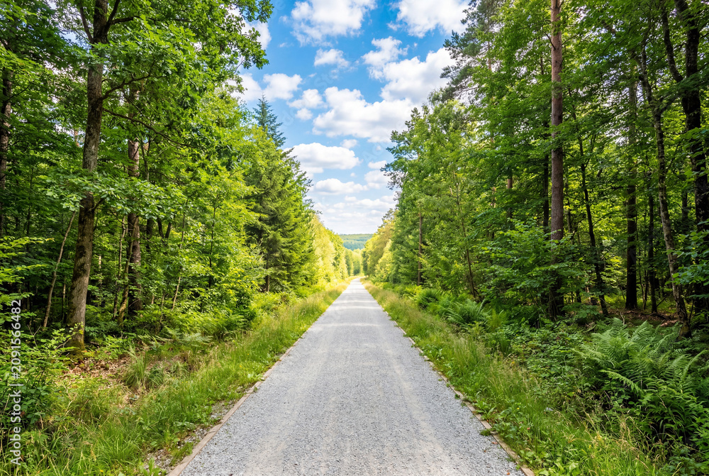 Fototapeta premium Straight unpaved pathway extending through a vibrant green forest under a bright blue summer sky