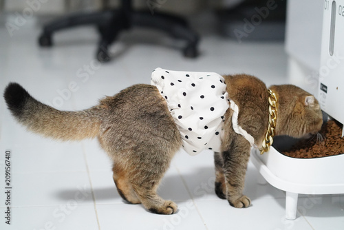 Canvas-taulu Cat pet feline brown fur gold chain polka dot dress eating food bowl white floor