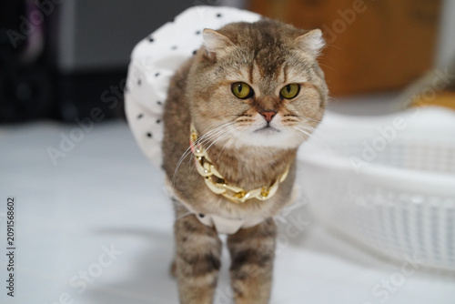 Billede på lærred Cat pet feline brown gold necklace dress polka dot cute indoor fashion stylish a