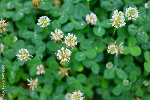 Canvas-taulu Close-up of white clover flowers covered in sparkling morning dew drops