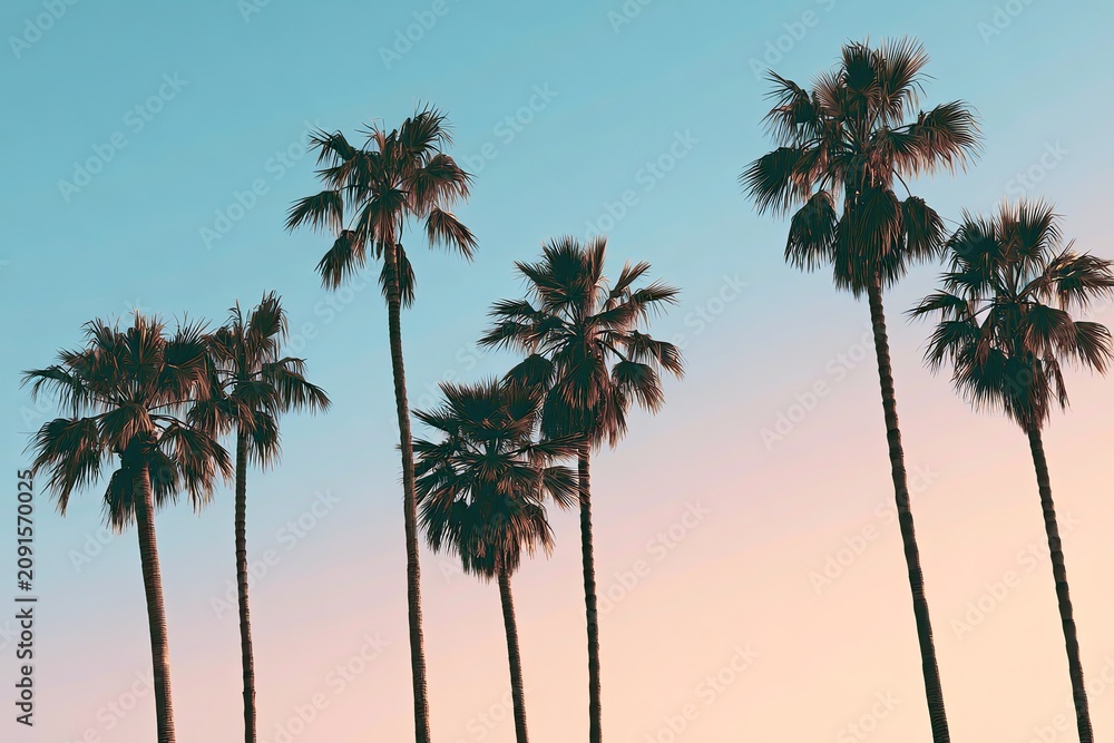 Fototapeta premium Silhouetted palm trees against a colorful, gradient sunset sky