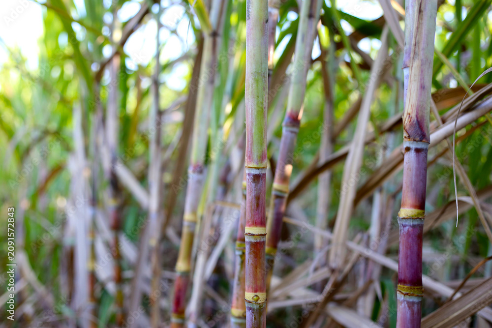 Obraz premium Sugarcane stalks growing in a plantation field.