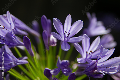 Принти на полотні Purple blue Agapanthus africanus flowers in bloom against dark background, macro