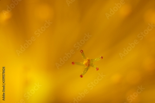 Принти на полотні The miniature world : The flower pistil