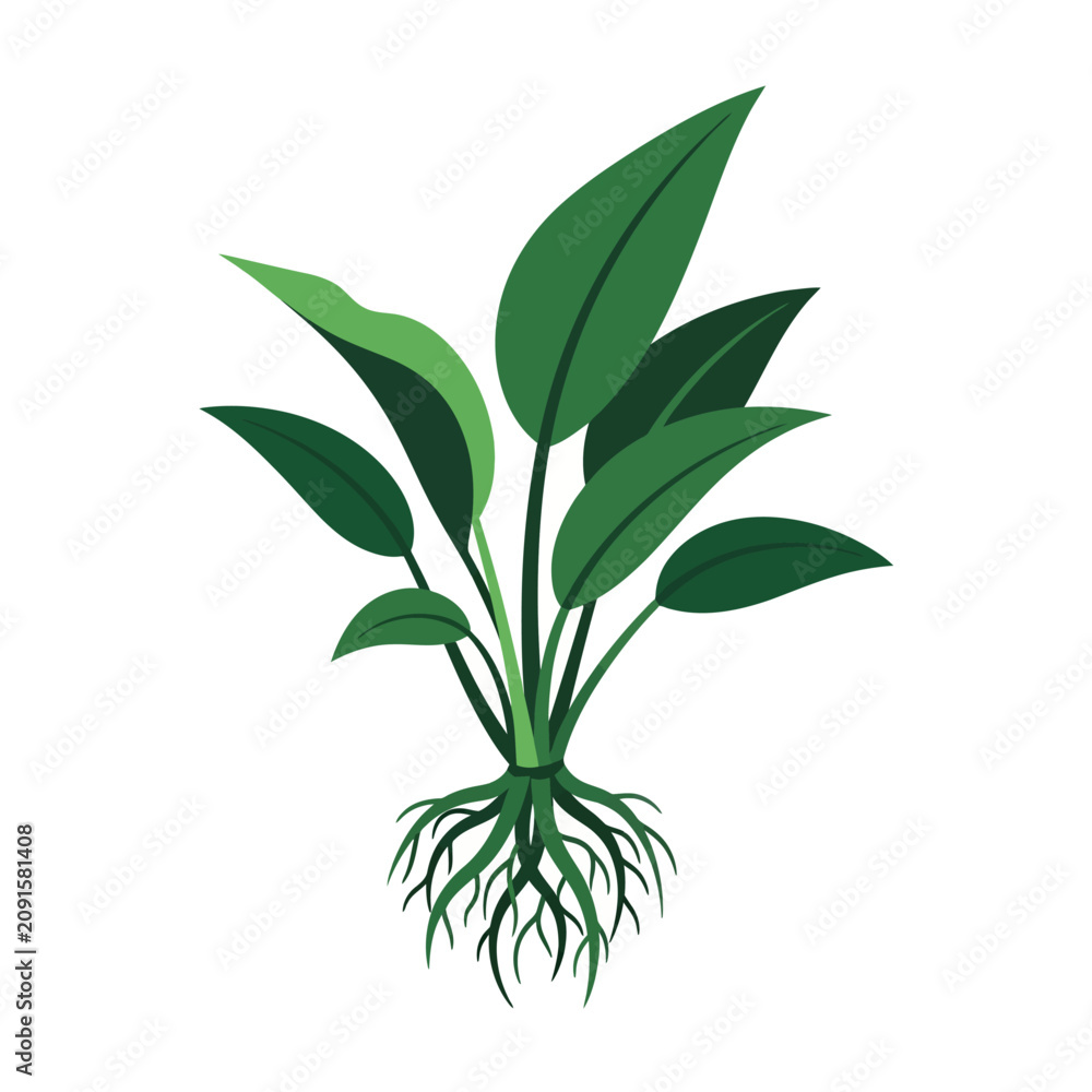 Fototapeta premium Anubias Barteri Freshwater Aquarium Plant Vector