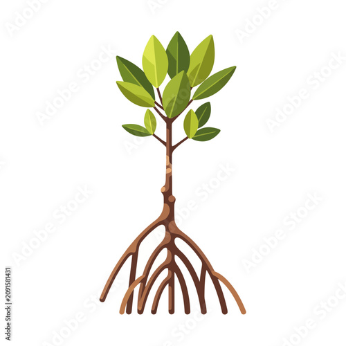 Vászonkép Mangrove Tree Sapling Aquatic Vector