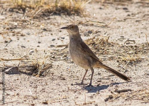 Bird on the Ground