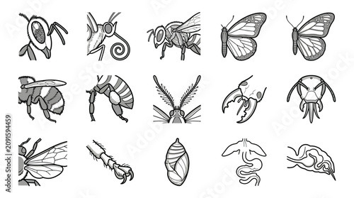 Foto Sketches of insect legs wings and cocoons.