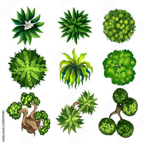 Top view of various green trees, bushes, and plants for landscape architecture and map design.