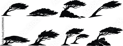 Foto Windblown Tree Silhouette Collection with Coastal Bonsai and Windswept Nature Ve