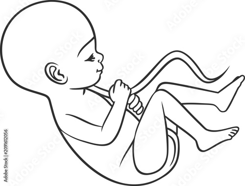 Detailed line art illustration showing a developing human fetus connected by an umbilical cord for science