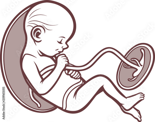 Detailed medical illustration showing a human fetus developing inside the womb for educational healthcare research purposes