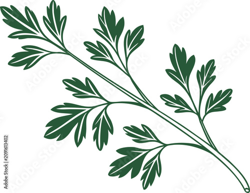 Detailed green parsley sprig illustration featuring organic leaves isolated on a clean white graphic design element