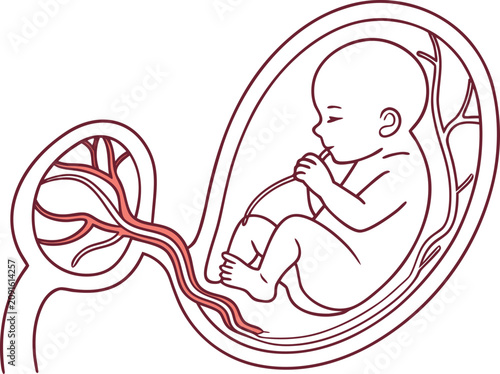 Detailed line art illustration showing a human fetus growing inside the mother womb during pregnancy