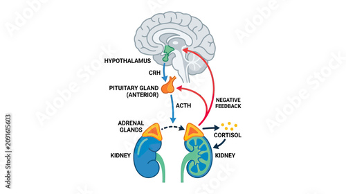 Hypothalamus Pituitary Adrenal Axis HPA Diagram: Stress Response, Cortisol, ACTH, CRH