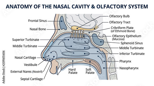 Bild auf Leinwand Anatomy of the Nasal Cavity and Olfactory System Diagram