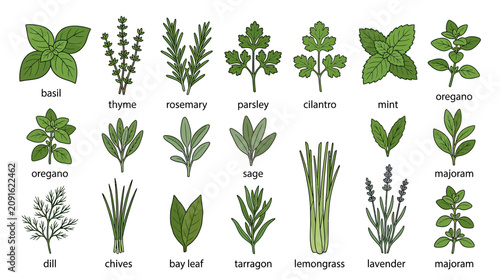 Bild auf Leinwand Assortment of Fresh Culinary Herbs and Spices Collection