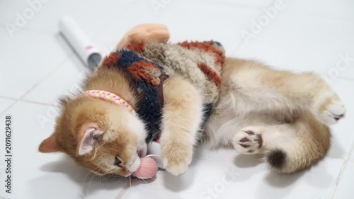 Playful brown tabby kitten with fluffy fur and pink collar lying white tile floor, biting plush toy mouse, relaxed and adorable pet animal cozy indoor atmosphere, cute domestic cat enjoying playful